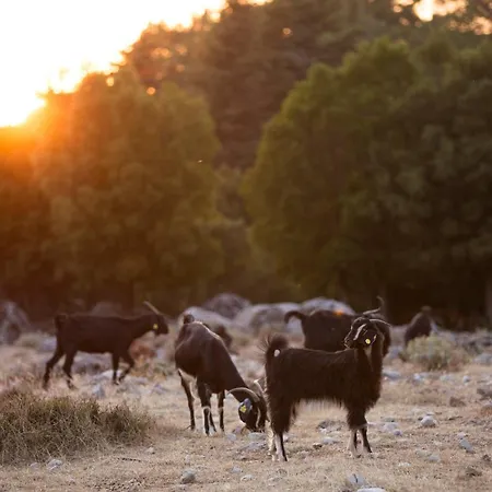 Babakamp Eco Ranch & Retreat Campingplads Fethiye